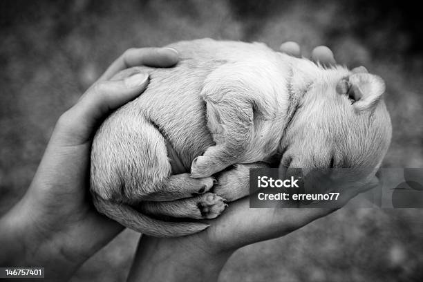 Sonno Cucciolo Di Cane In Mano - Fotografie stock e altre immagini di Amore - Amore, Animale, Animale domestico