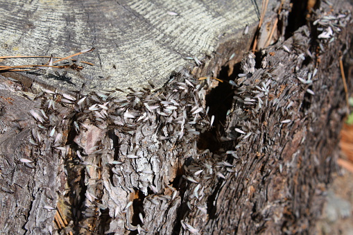 Termites finishing off a pine tree stump