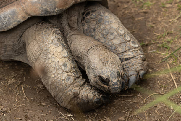 istock A vulnerable threatened giant aldabra tortoise (Aldabrachelys gigantea) resting 1467574290
