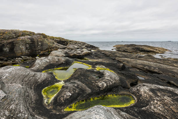 istock Coastal hiking trail with rocks and small pools with moss and a cloudy sky during summer on Godøy island, Møre og Romsdal, Norway 1467574614