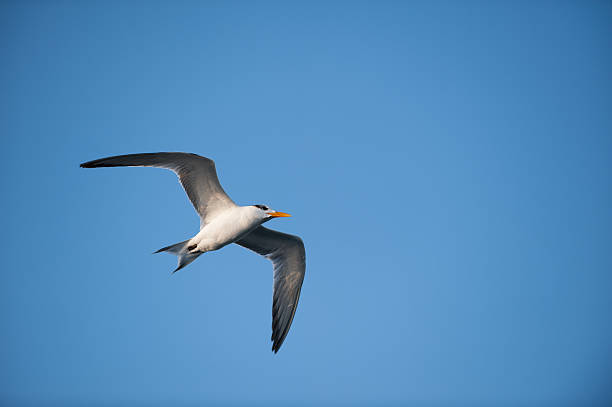 Flying High stock photo