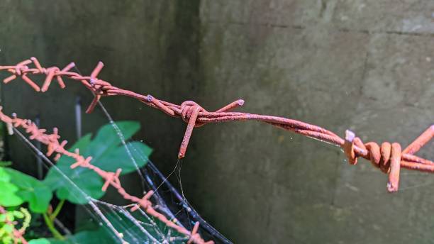 istock Selective focus of old rusty barbed wire fence behind house. 1467576418