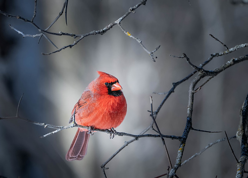 Close up of a beautiful male cardinal looking off to the side as he's perched on a red maple branch.