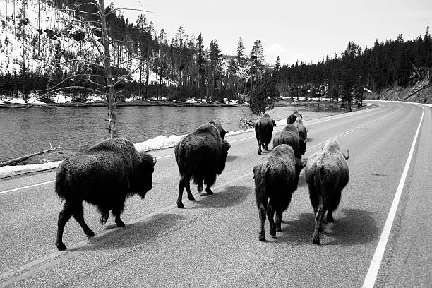 istock Buffalo Road Black and White 146757703