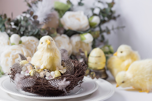 Easter chick has a piece of eggshell on it's head. Shallow DOF. Space for copy.