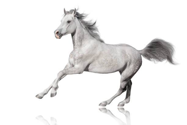 istock Horse run gallop isolated on white 1467578722