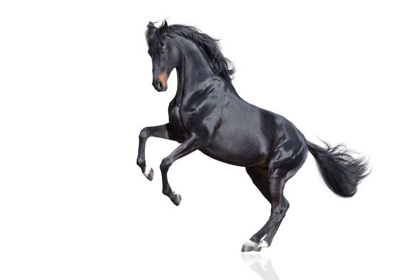 Stallion rearing up isolated