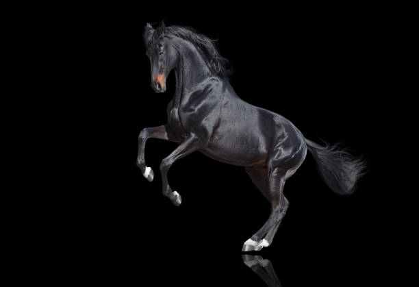 istock Stallion rearing up isolated 1467578724