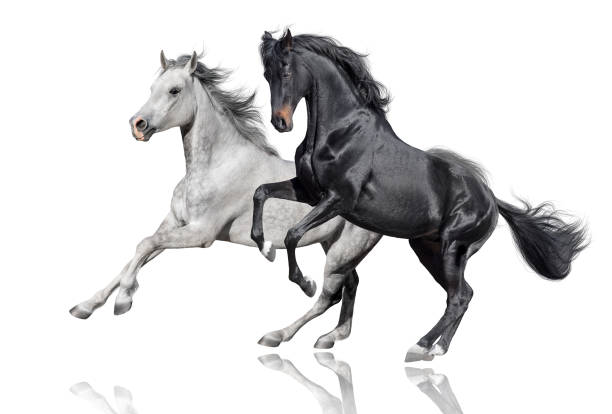 istock Black and white horses rearing up 1467578725