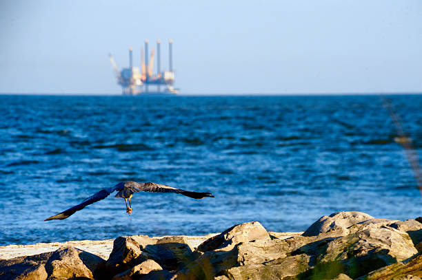 Flying Crane and Oil Rig A crane takes flight in Mobile, Alabama. On the horizon is one of many oil rigs in the Gulf of Mexico. gulf of mexico photos stock pictures, royalty-free photos & images