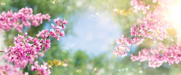 istock Spring tree with pink flowers. Spring border or background art with pink blossom. Beautiful nature scene with blossoming tree and sunlight. 1467580019