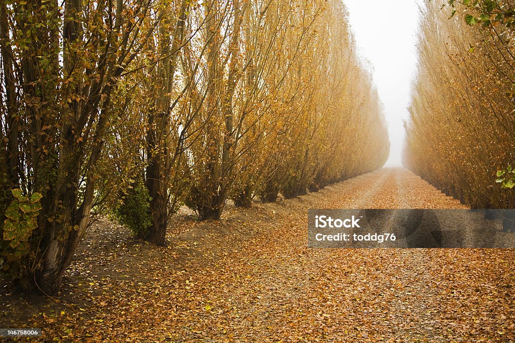 Percorso Tree line - Foto stock royalty-free di Albero