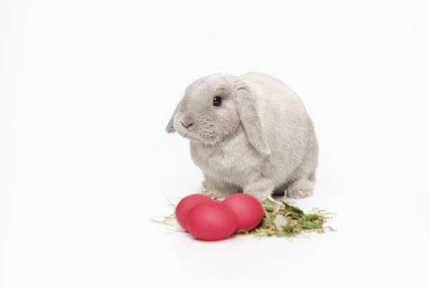 Grey, fluffy lop-eared rabbit with viva magenta Easter eggs on the hay. Sitting and looking at the camera, on a white background.