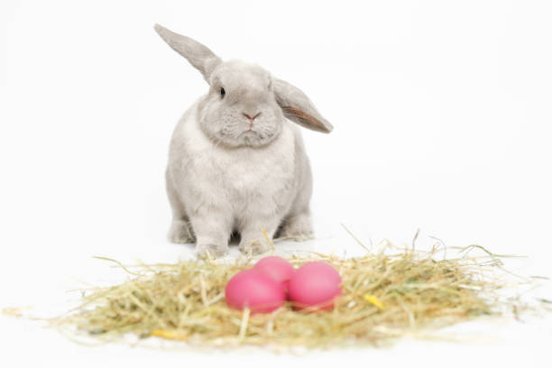 Grey, fluffy lop-eared rabbit with pink Easter eggs on the hay. Sitting and looking at the camera, on a white background.