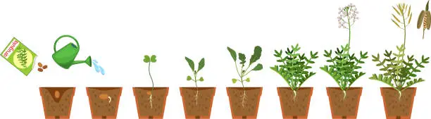 Vector illustration of Life cycle of garden rocket plant in flower pot isolated on white background. Stages of growth of arugula: from seed to plant with fruits and root system