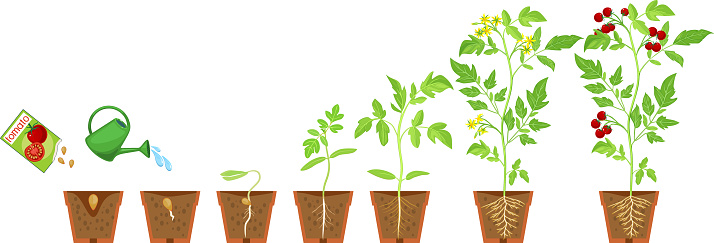 La Fructification Animation Cycle De Vie Du Plant De Tomate Stades De Croissance Du Semis À La ...