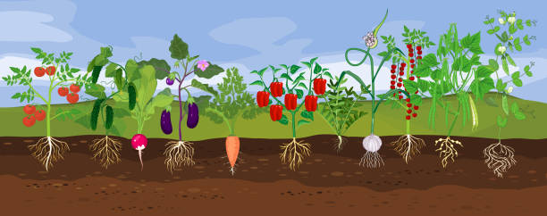 Kitchen garden with different vegetables. Landscape with set of vegetable plants with ripe fruits and root system below ground level. Harvest time Kitchen garden with different vegetables. Landscape with set of vegetable plants with ripe fruits and root system below ground level. Harvest time root vegetable stock illustrations