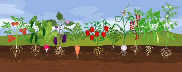Vector illustration of Kitchen garden with different vegetables. Landscape with set of vegetable plants with ripe fruits and root system below ground level. Harvest time