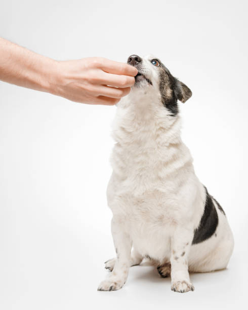 istock The dog is fed from the hand, she is very surprised and opens her eyes wide. Isolate on a white background. 1467580409