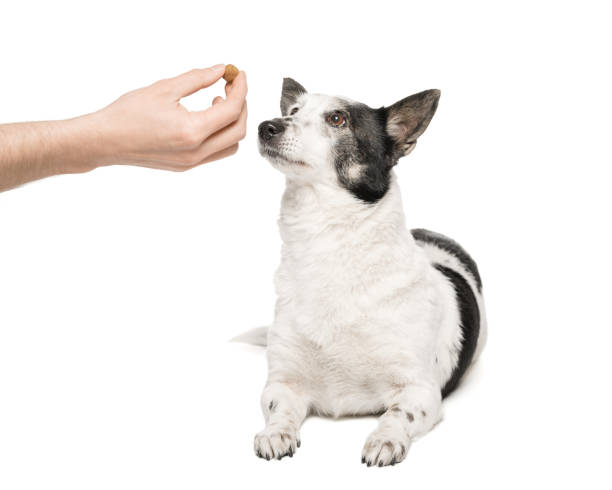 istock The dog is fed from the hand on a white background. 1467580463
