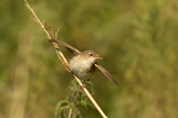 istock Close up of reed warbler perched on a small twig 1467581956