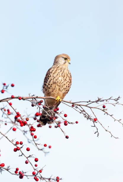 Common kestrel perched on a tree branch against blue sky Close up of a common kestrel perched on a tree branch against blue sky, England. portrait of common kestrel falco tinnunculus a bird of prey stock pictures, royalty-free photos & images