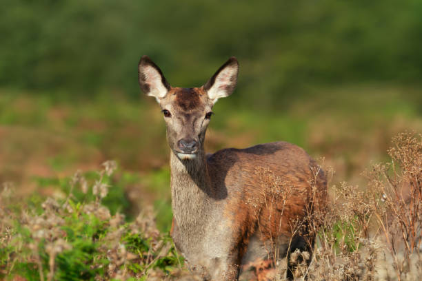 istock Close up of a red deer hind standing in grass 1467582187