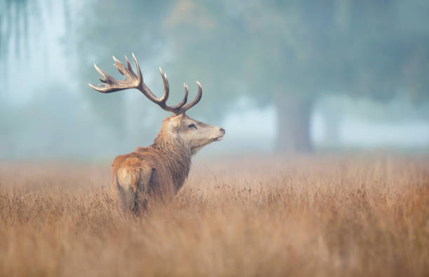 istock Red deer stag in the morning mist 1467582313