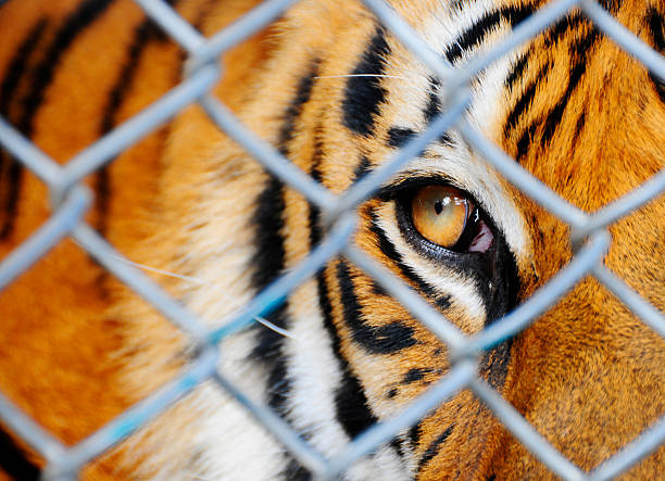 istock Stare of the Trapped 146758248