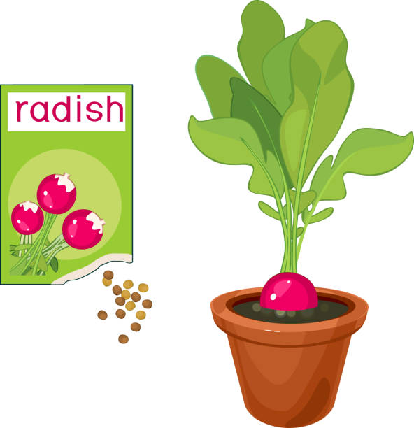 ilustrações de stock, clip art, desenhos animados e ícones de radish plant with ripe pink root-crop, green leaves in flower pot and open sachet with seeds isolated on white background - radish white background vegetable leaf