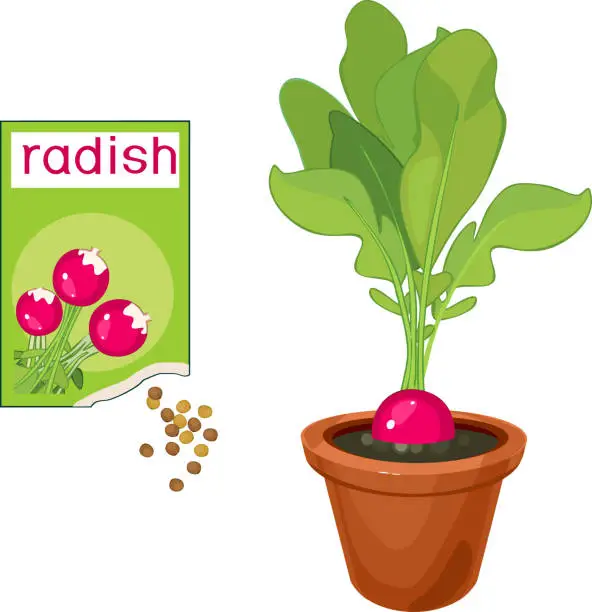 Vector illustration of Radish plant with ripe pink root-crop, green leaves in flower pot and open sachet with seeds isolated on white background