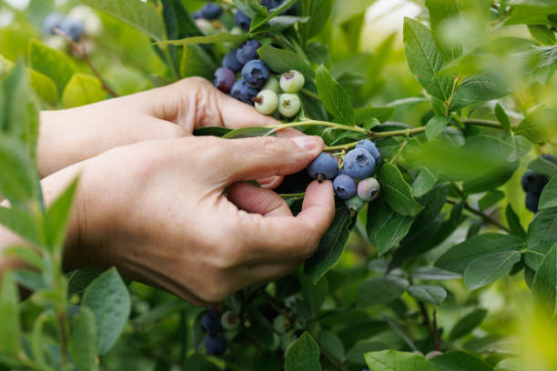 istock Picking  blueberries, view of female hands while picking ripe blueberries, close-up 1467582974