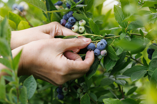 Harvesting fresh berries on warm and sunny summer day. Woman's fingers slightly stained blue from picking blueberries in summer forest. Healthy food concept