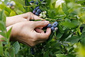 Picking  blueberries, view of female hands while picking ripe blueberries, close-up