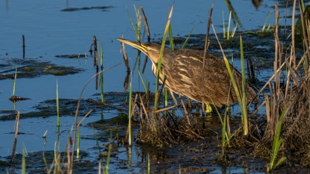 istock Green Heron bird looking for a meal 1467584689