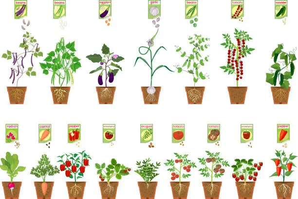 Vector illustration of Set of of different vegetable plants with fruits in flower pots and open sachet with seeds isolated on white background