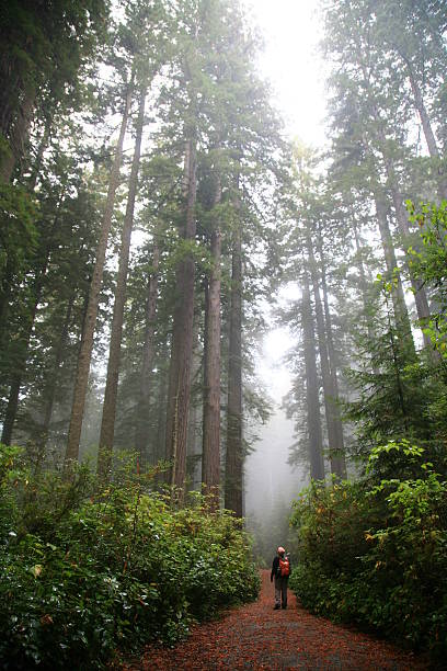 istock Redwood Forest Trail with Hiker 146758505