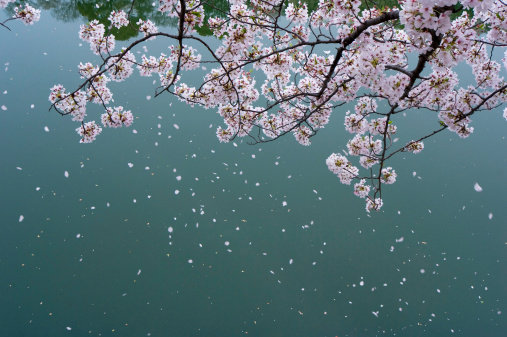 Cherry blossoms scatter.
