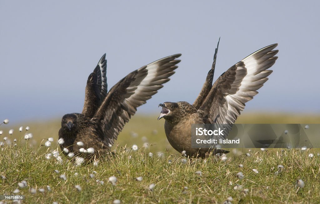 Dos grandes skuas alas de estiramiento - Foto de stock de Ala de animal libre de derechos