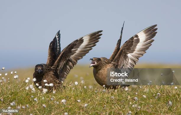 Dos Grandes Skuas Alas De Estiramiento Foto de stock y más banco de imágenes de Ala de animal - Ala de animal, Alas desplegadas, Chillar