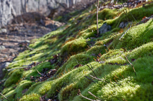 Pine Mountain Moss Blanket Stock Photo - Download Image Now