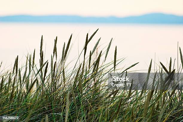 Trawa Słoma - zdjęcia stockowe i więcej obrazów Trzcina - Trzcina, Archipelag, Bez ludzi