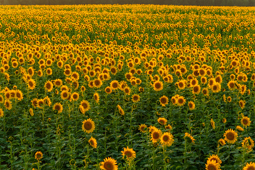 Big yellow flowers. Sunflower fields. Eastern Washington. USA