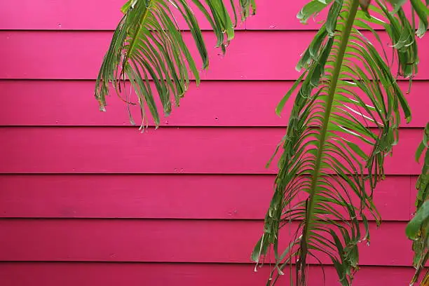 Palm leaves drape in front of a hot pink, brightly colored wall, forming a tropical background.