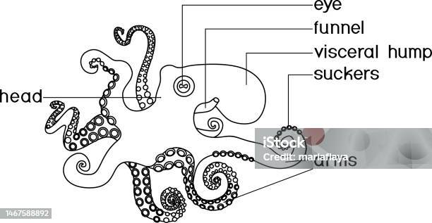 Octopus Rostrum Octopus External Anatomy Hectocotylus Wikipedia