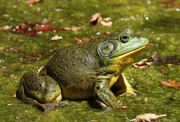 nordamerikanischer ochsenfrosch - bullfrog frog amphibian wildlife stock-fotos und bilder