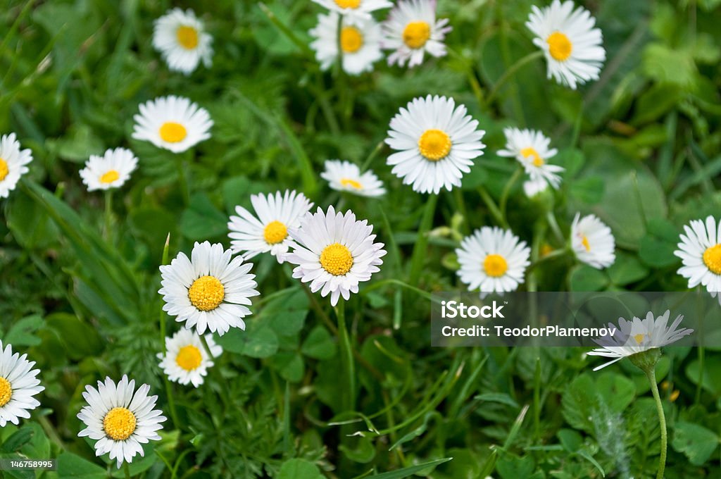 Camomille - Photo de Arbre en fleurs libre de droits