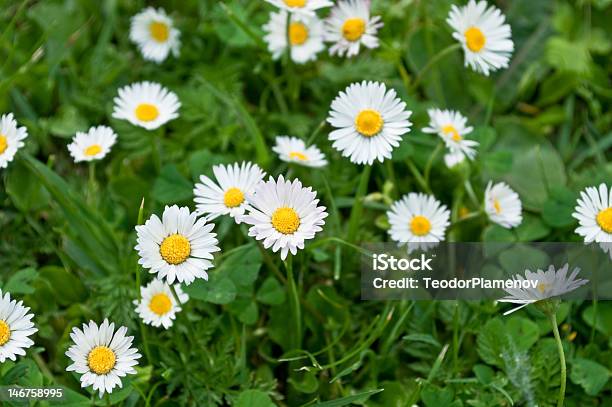 Photo libre de droit de Camomille banque d'images et plus d'images libres de droit de Arbre en fleurs - Arbre en fleurs, Beauté de la nature, Blanc