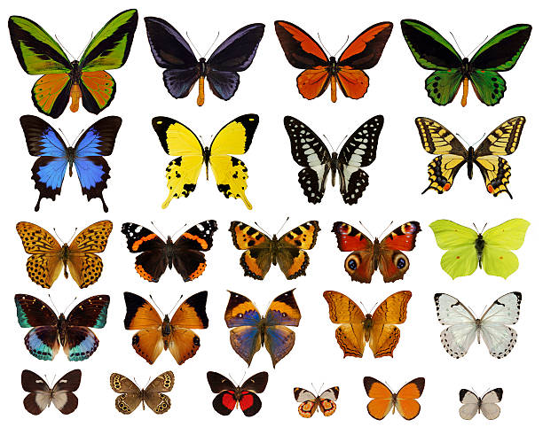 papillons de la collection - hebomoia glaucippe photos et images de collection