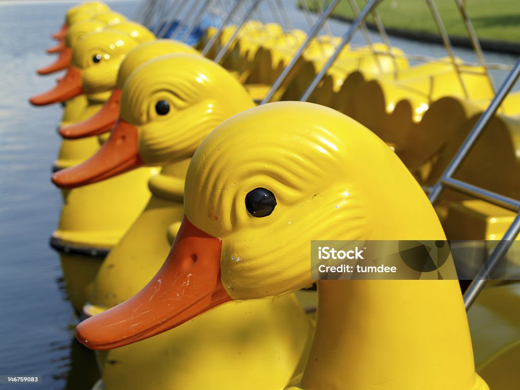 Pato en bote - Foto de stock de Aire libre libre de derechos